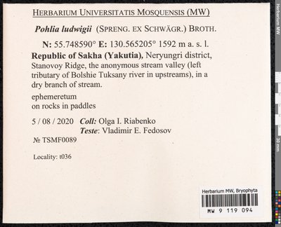 Pohlia ludwigii (Spreng. ex Schwägr.) Broth., Moscow University Herbarium