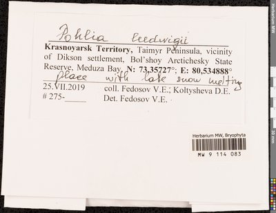 Pohlia ludwigii (Spreng. ex Schwägr.) Broth., Moscow University Herbarium