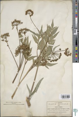Coulterophytum brevipes J.M.Coult. & Rose