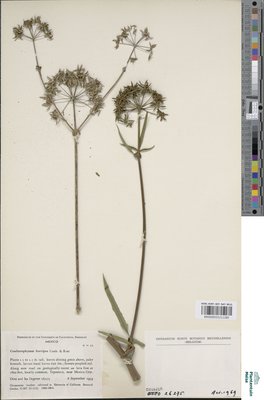 Coulterophytum brevipes J.M.Coult. & Rose