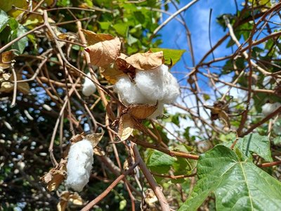 Gossypium herbaceum L.: fruit