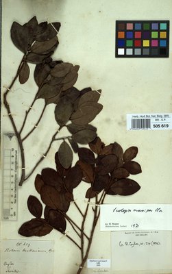 Scolopia crassipes Clos
