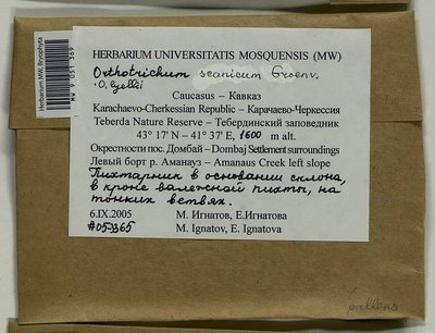 Orthotrichum scanicum Grönvall, Moscow University Herbarium