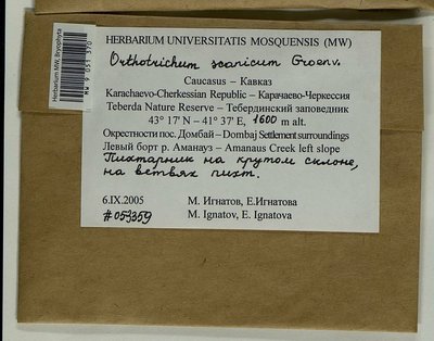 Orthotrichum scanicum Grönvall, Moscow University Herbarium