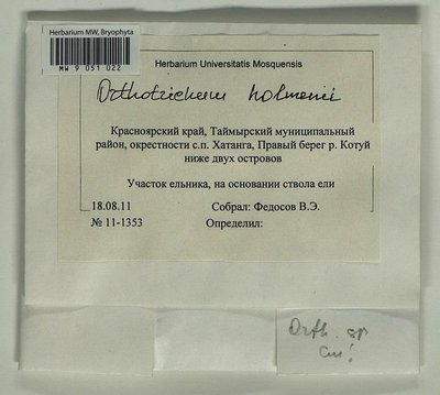 Orthotrichum scanicum Grönvall, Moscow University Herbarium