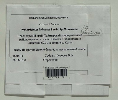 Orthotrichum scanicum Grönvall, Moscow University Herbarium