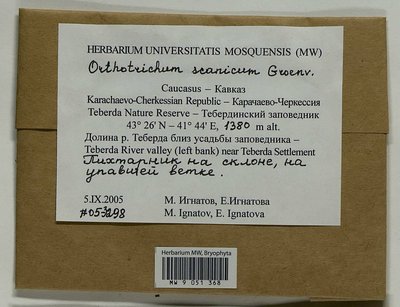Orthotrichum scanicum Grönvall, Moscow University Herbarium