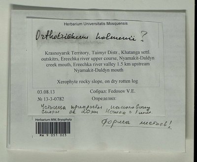 Orthotrichum scanicum Grönvall, Moscow University Herbarium