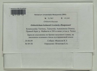 Orthotrichum scanicum Grönvall, Moscow University Herbarium