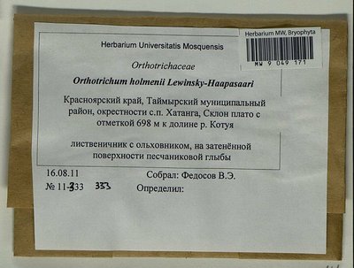 Orthotrichum scanicum Grönvall, Moscow University Herbarium