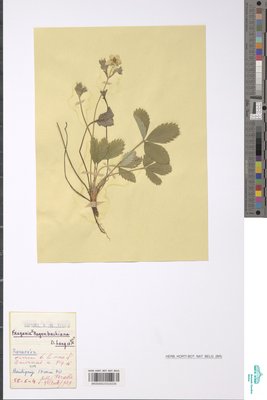 Fragaria hagenbachiana K.H.Lang ex W.D.J.Koch