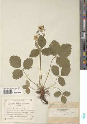 Fragaria hagenbachiana K.H.Lang ex W.D.J.Koch