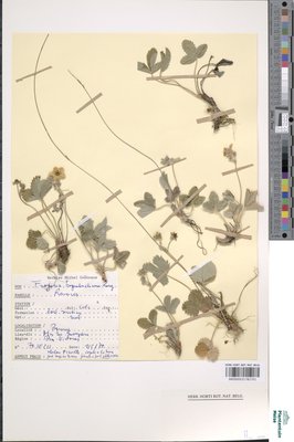 Fragaria hagenbachiana K.H.Lang ex W.D.J.Koch