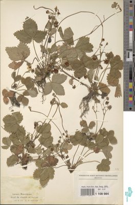 Fragaria hagenbachiana K.H.Lang ex W.D.J.Koch