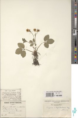 Fragaria hagenbachiana K.H.Lang ex W.D.J.Koch