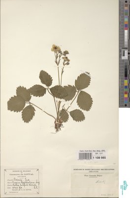 Fragaria hagenbachiana K.H.Lang ex W.D.J.Koch
