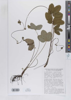 Fragaria hagenbachiana K.H.Lang ex W.D.J.Koch
