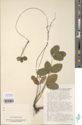 Fragaria hagenbachiana K.H.Lang ex W.D.J.Koch