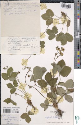 Fragaria collina subsp. hagenbachiana