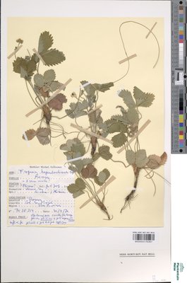 Fragaria hagenbachiana K.H.Lang ex W.D.J.Koch