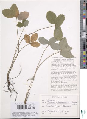 Fragaria hagenbachiana K.H.Lang ex W.D.J.Koch