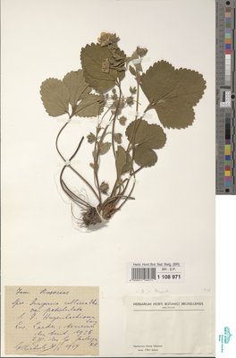 Fragaria hagenbachiana K.H.Lang ex W.D.J.Koch