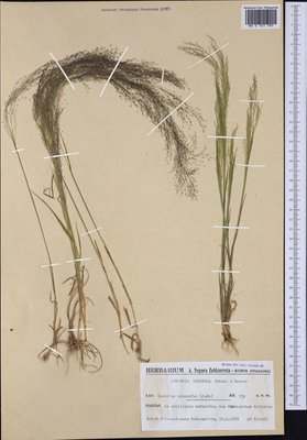 Agrostis nebulosa Boiss. & Reut. (Полевица), Moscow University Herbarium