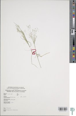 Agrostis nebulosa Boiss. & Reut.