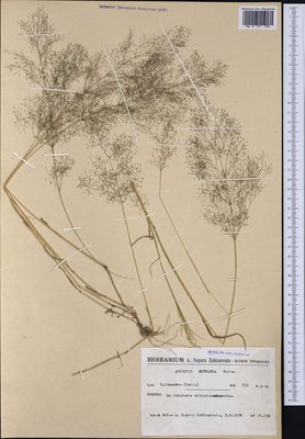 Agrostis nebulosa Boiss. & Reut. (Полевица), Moscow University Herbarium