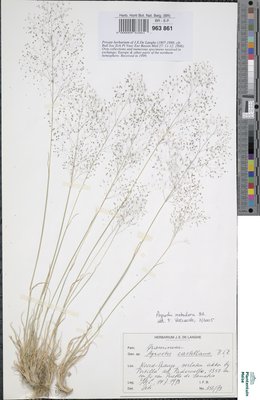 Agrostis nebulosa Boiss. & Reut.