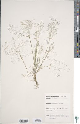 Agrostis nebulosa Boiss. & Reut.