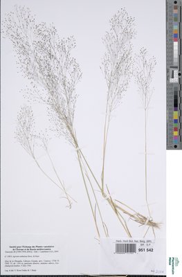 Agrostis nebulosa Boiss. & Reut.