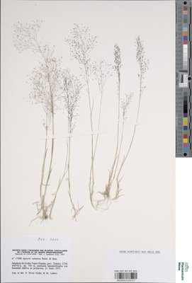 Agrostis nebulosa Boiss. & Reut.