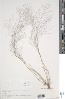 Agrostis nebulosa Boiss. & Reut.