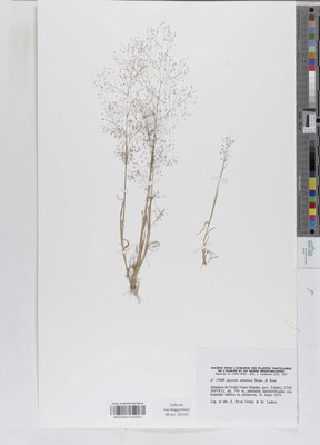 Agrostis nebulosa Boiss. & Reut.