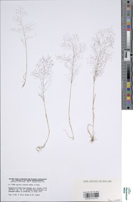 Agrostis nebulosa Boiss. & Reut.