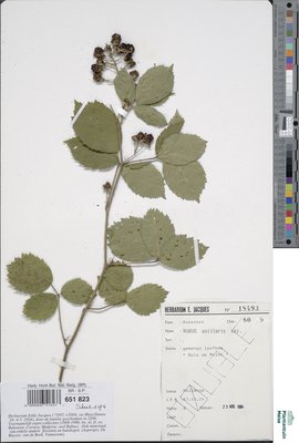 Rubus axillaris Lej.