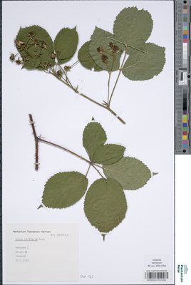 Rubus axillaris Lej.