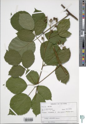 Rubus axillaris Lej.