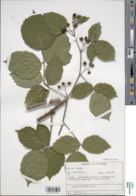Rubus axillaris Lej.