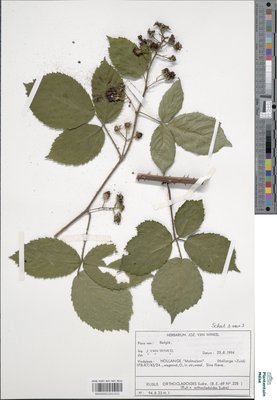 Rubus axillaris Lej.