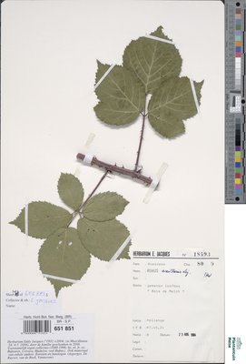 Rubus axillaris Lej.
