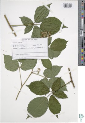 Rubus axillaris Lej.