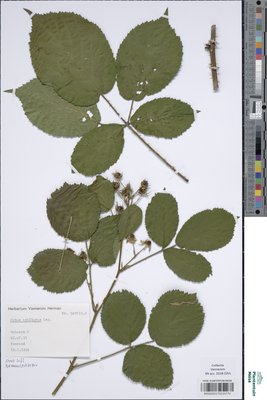 Rubus axillaris Lej.