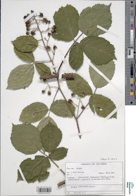 Rubus axillaris Lej.