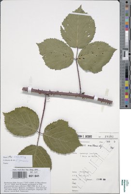 Rubus axillaris Lej.
