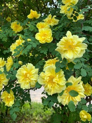 Rosa xanthina Lindl.: flower