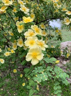 Rosa xanthina Lindl.: flower