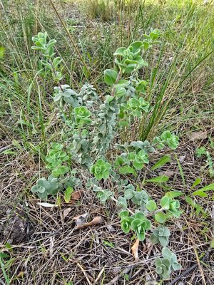 Origanum onites L.: leaf