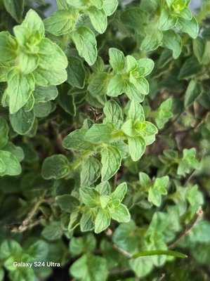 Origanum onites L.: leaf